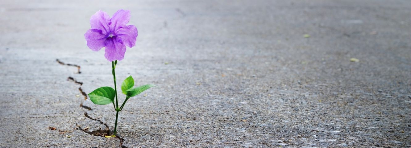 Alleine Erziehen: Spotlight 2025: Resilienz